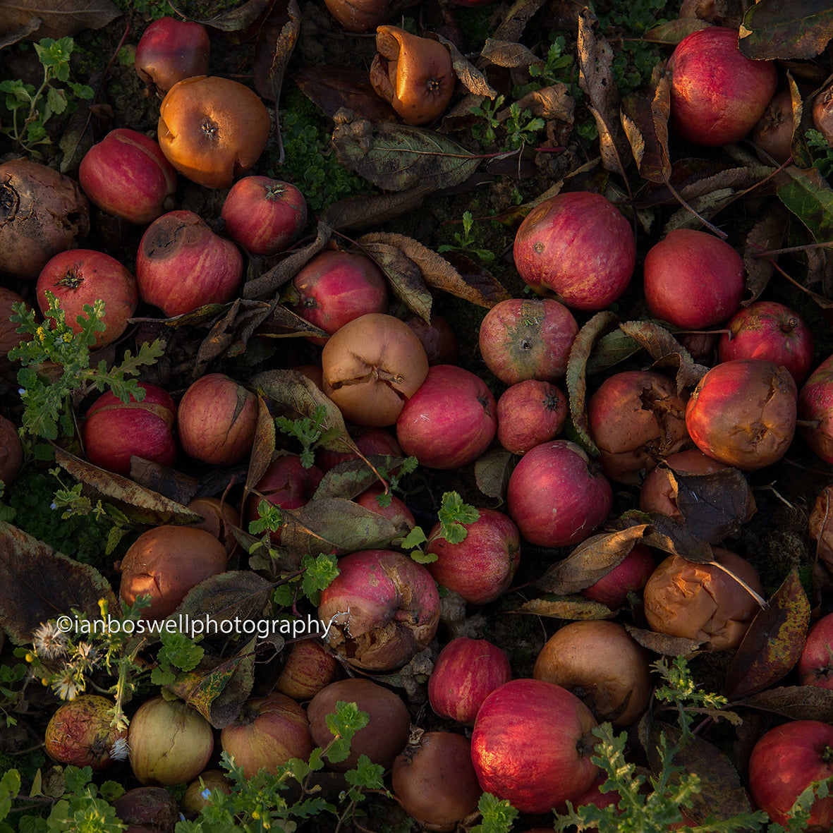 After the pickers have gone