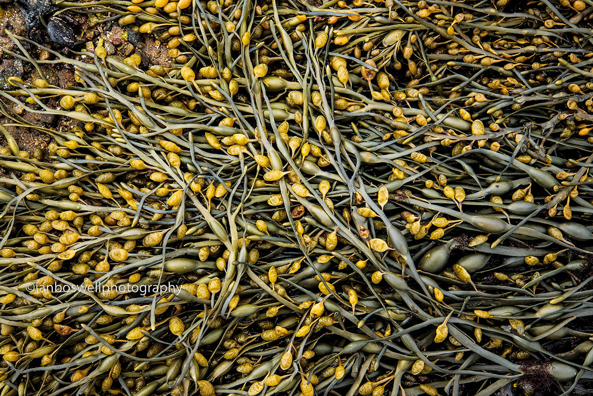 Knotted wrack, Ord, Skye