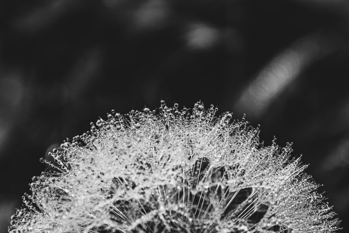 Dandelion 04