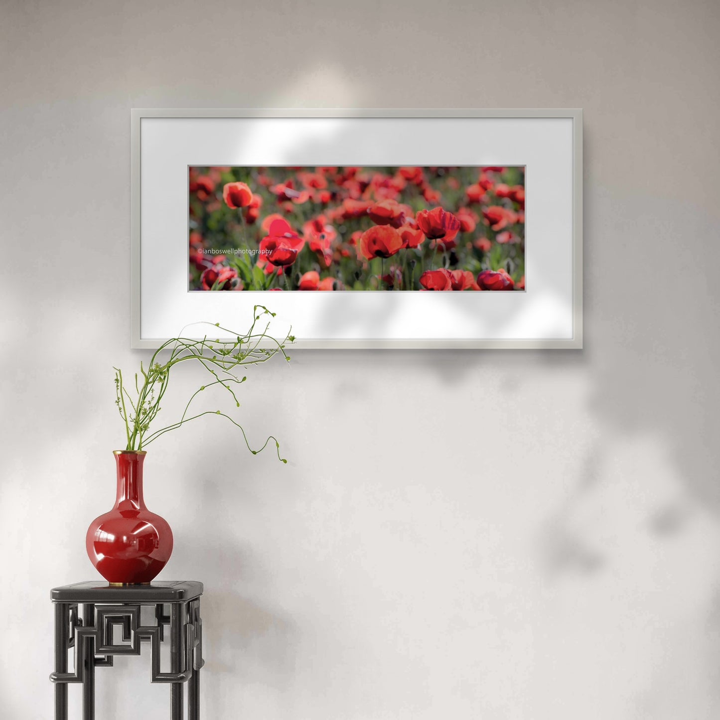 Poppies, Umbria, Italy