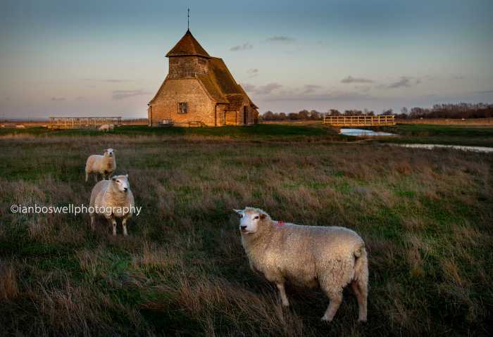 Church with Romney Marsh sheep