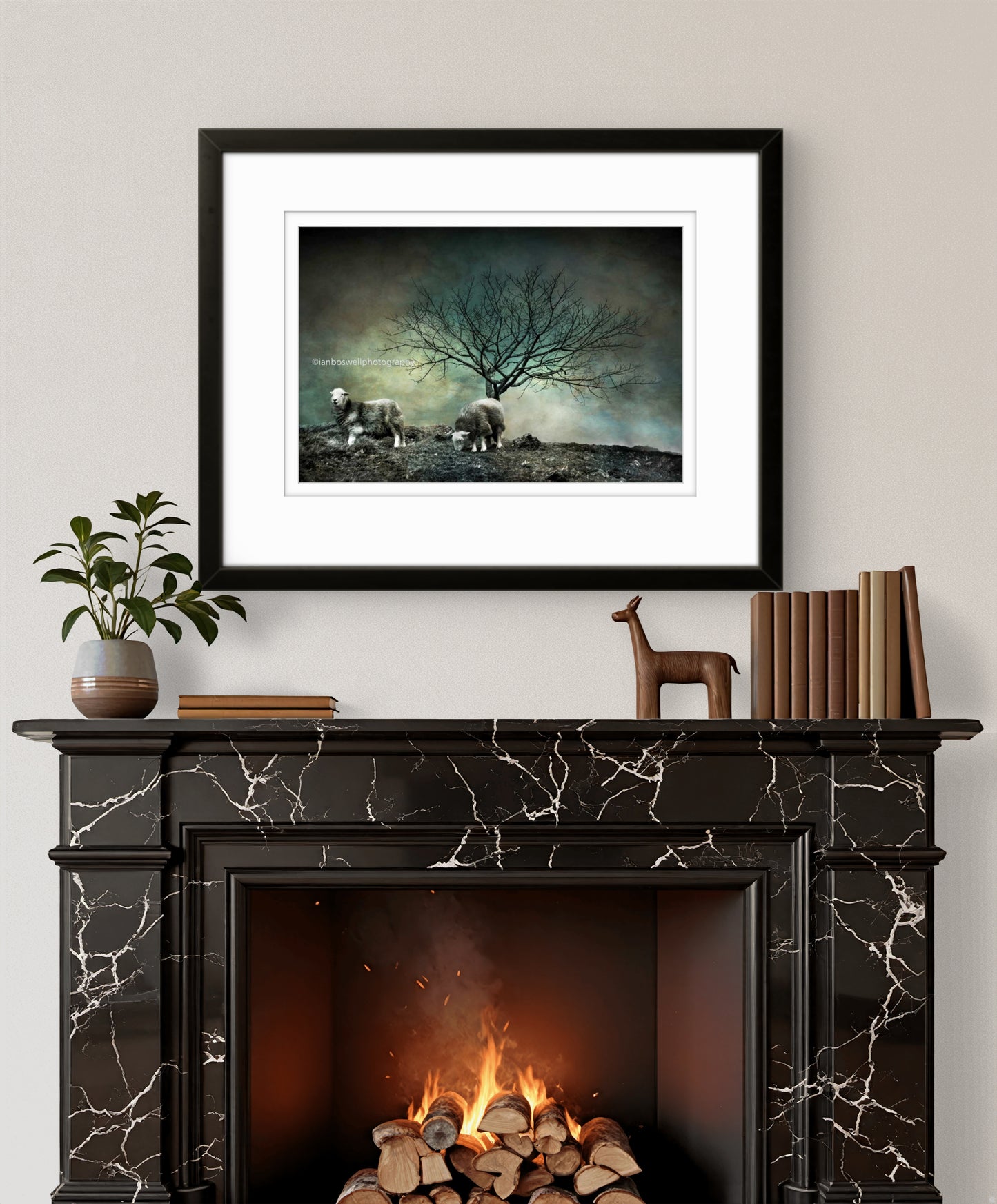 Herdwick sheep, Lake District (framed)