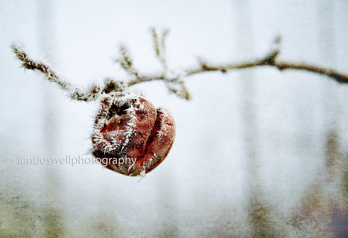Frozen apple, Marden