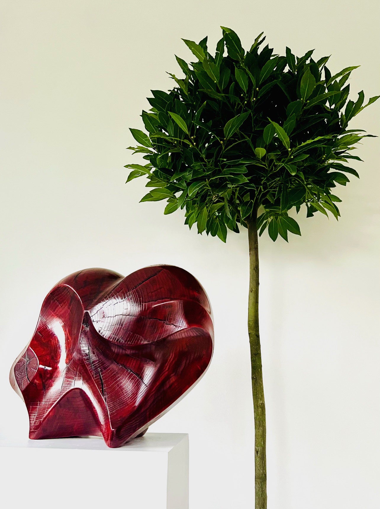Claret Ash Angler Heart