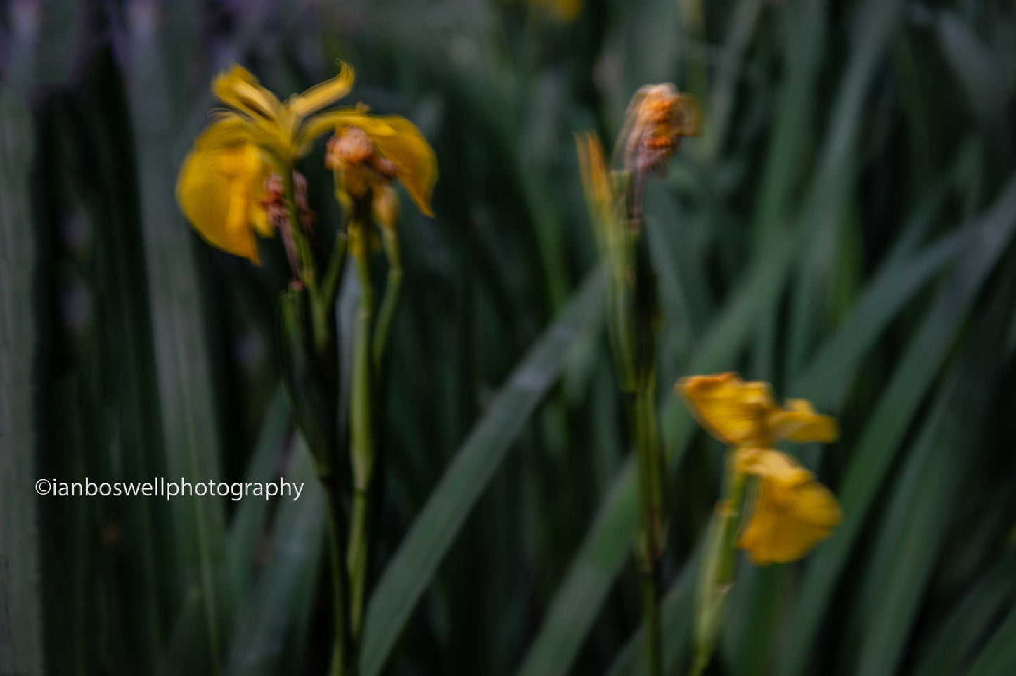 Water Irises