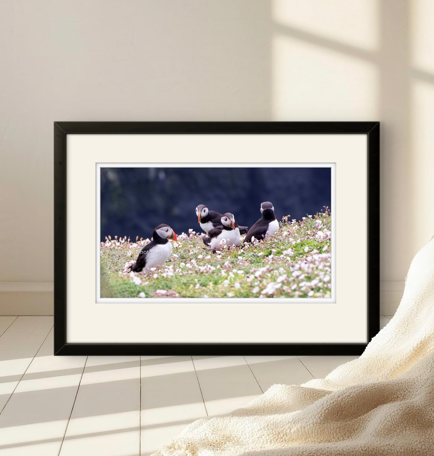 Puffin quorum, Skomer, Pembrokeshire