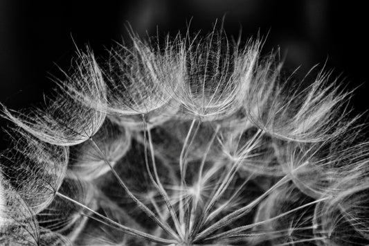 Dandelion 01