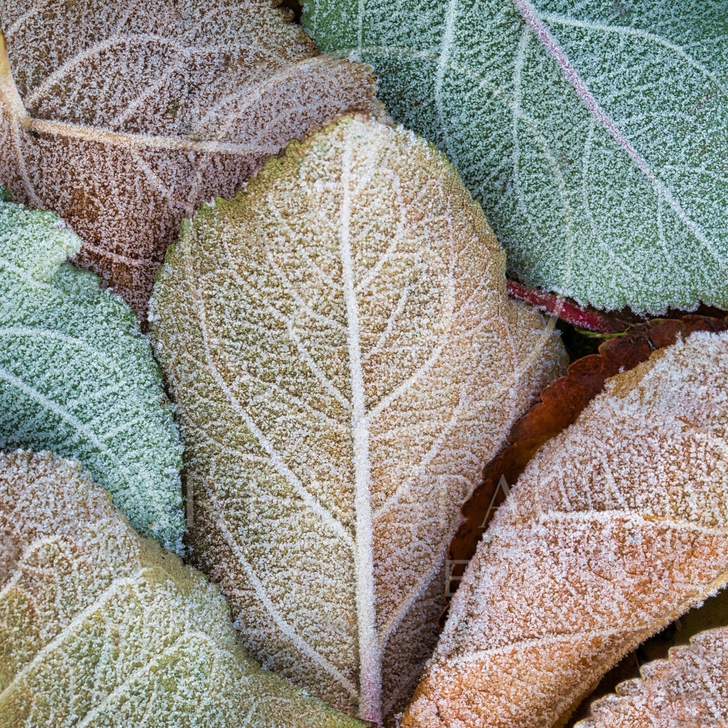 Ice Crystals (medium)