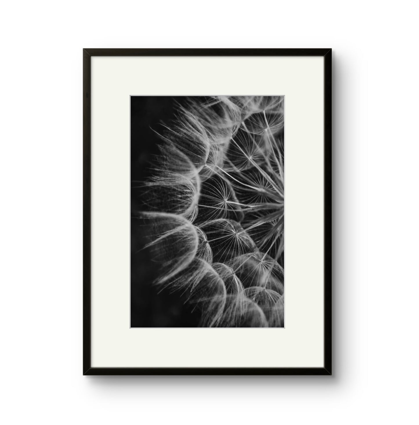 Dandelion 02