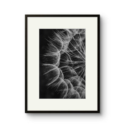 Dandelion 02