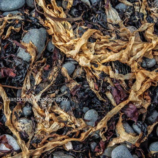 Kelp, Isle of Skye