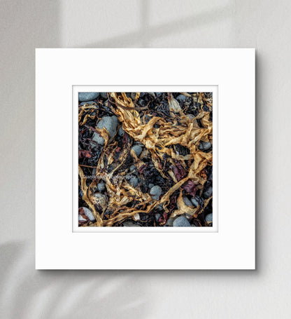 Kelp, Isle of Skye