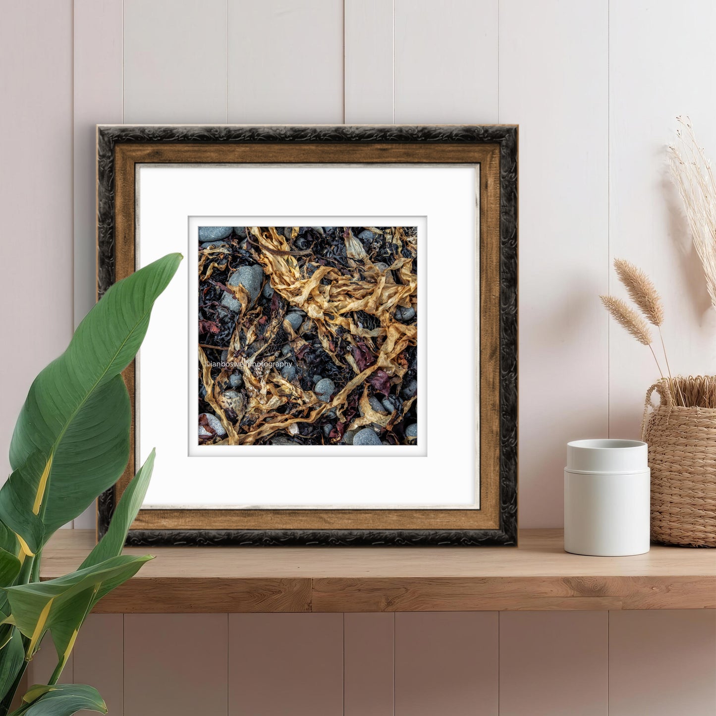 Kelp, Isle of Skye