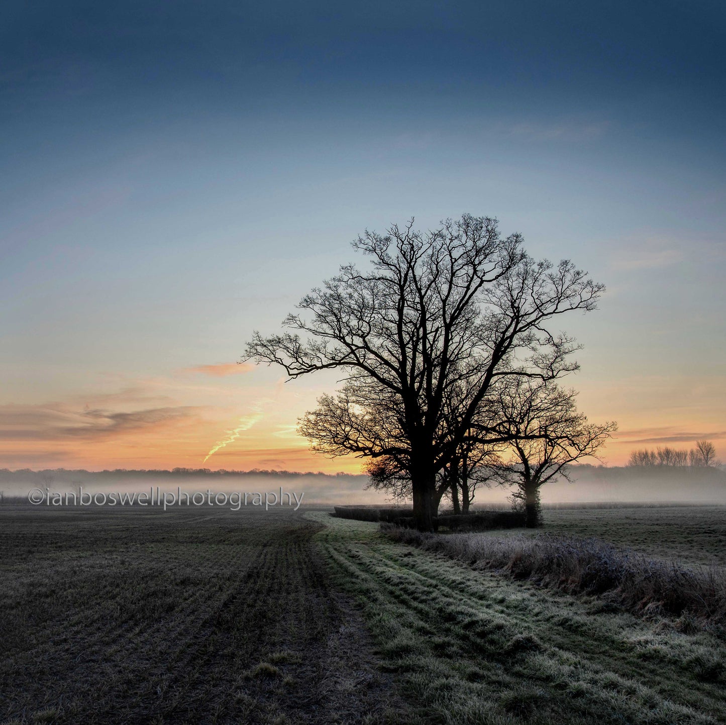 Oak in mist and frost