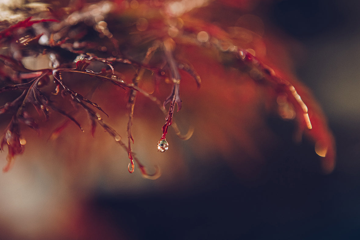 Droplet