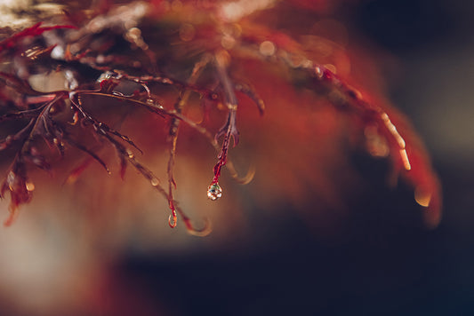 Droplet