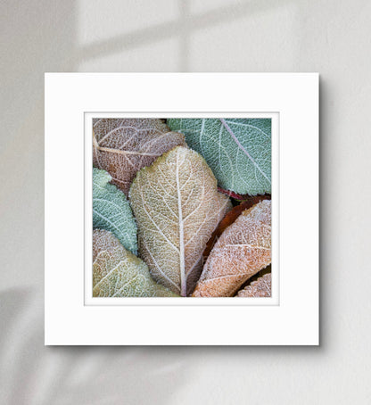 Ice Crystals (medium)