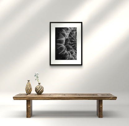 Dandelion 02