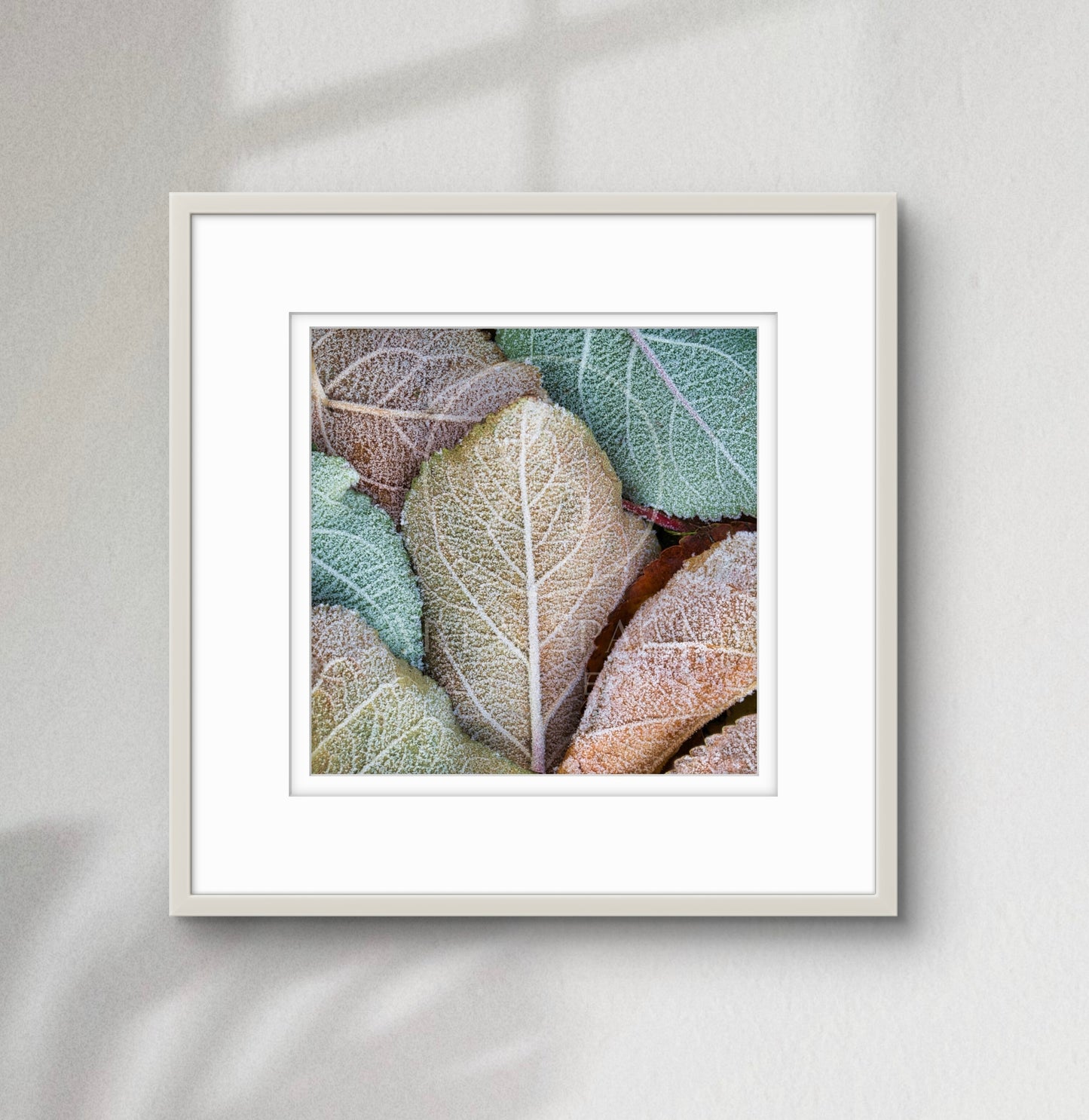 Ice Crystal (framed)