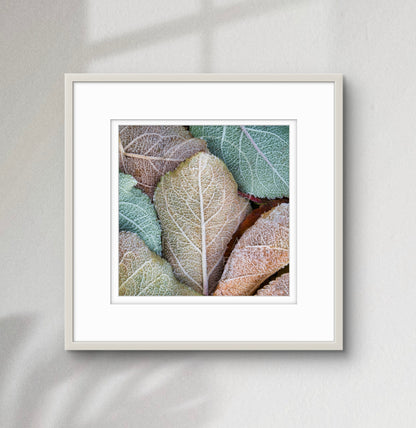 Ice Crystal (framed)