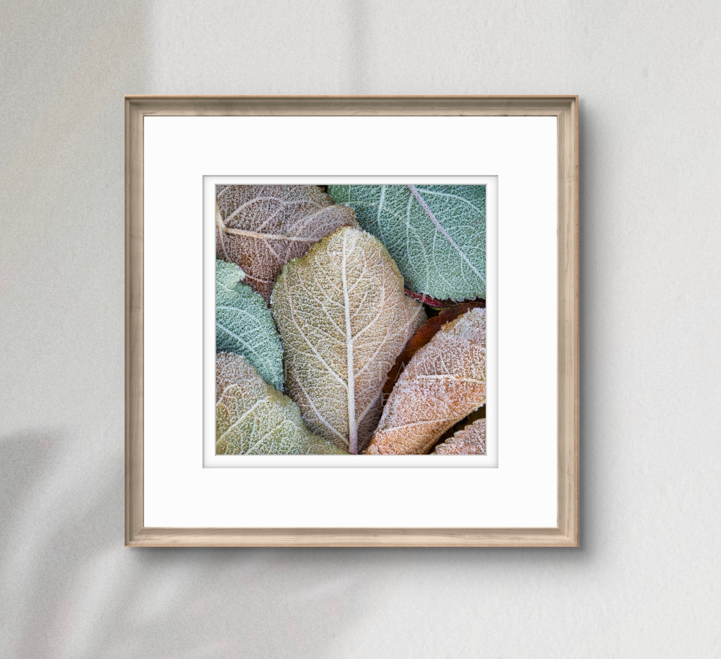 Ice Crystals (small)