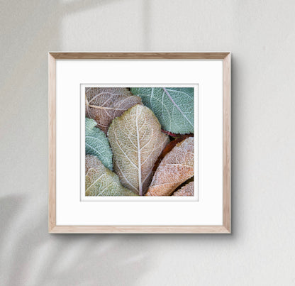 Ice Crystals (small)