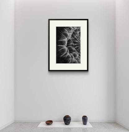 Dandelion 02