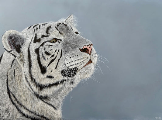 Inquisitive Eye