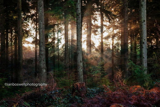 Winter in Hemsted forest (Framed)