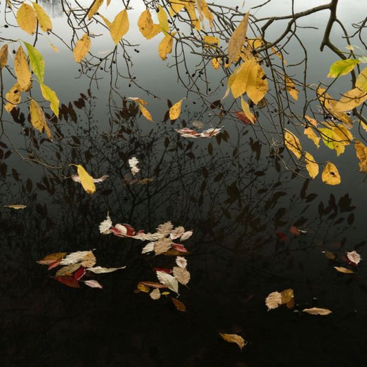 Mirror of Autumn Competition