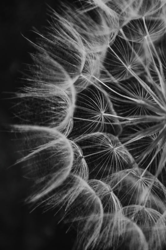 Dandelion 02