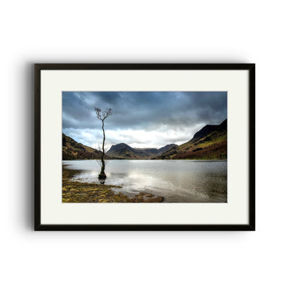 The Tree, Buttermere, Lake District