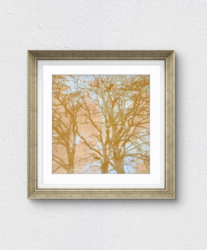 When Trees Dreams II