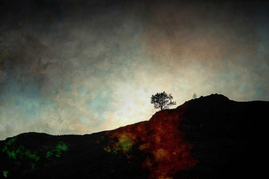 Tree, Rydal Water