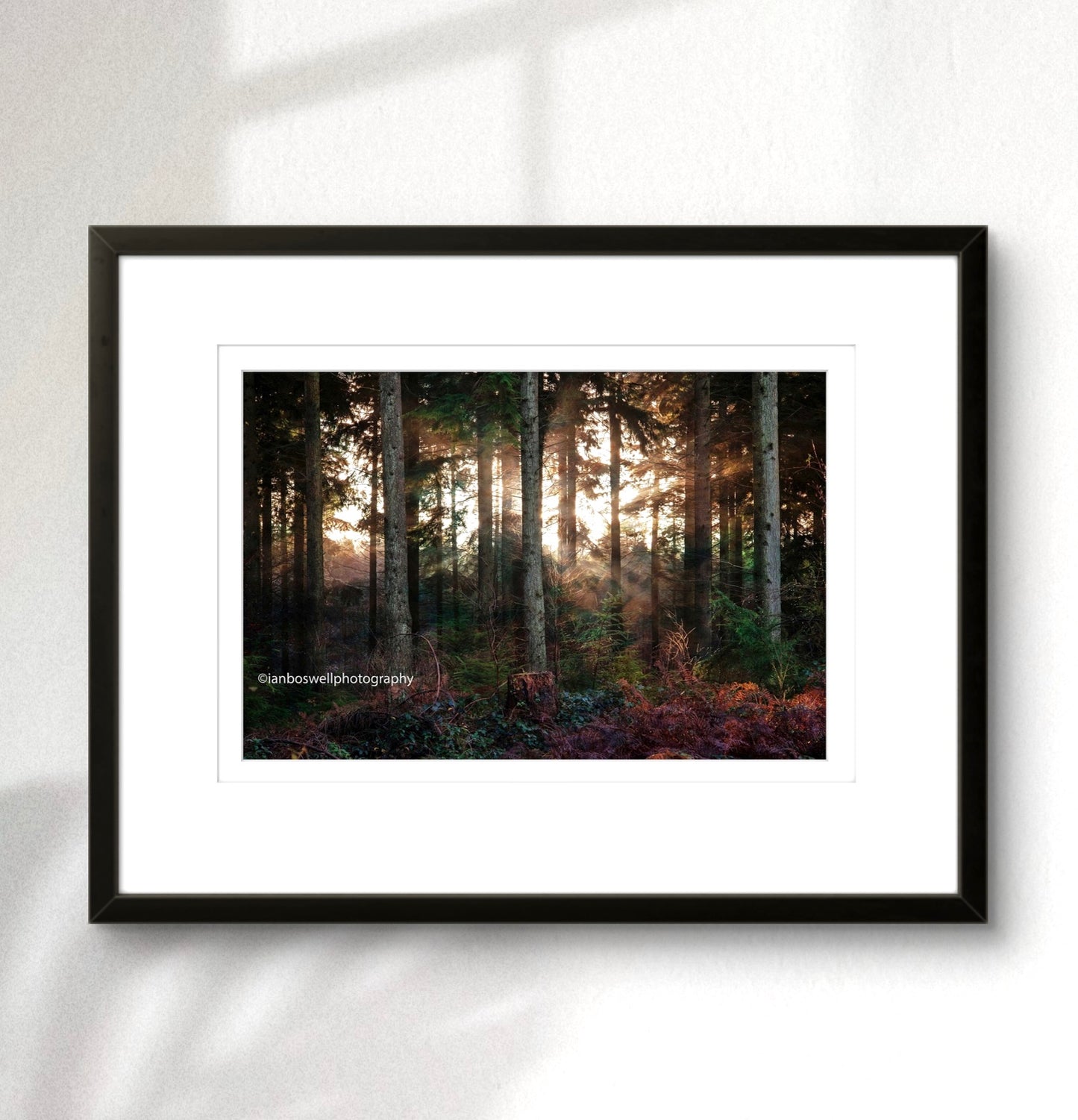 Winter in Hemsted Forest