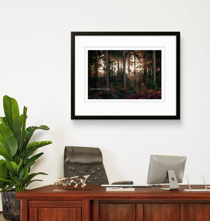 Winter in Hemsted Forest