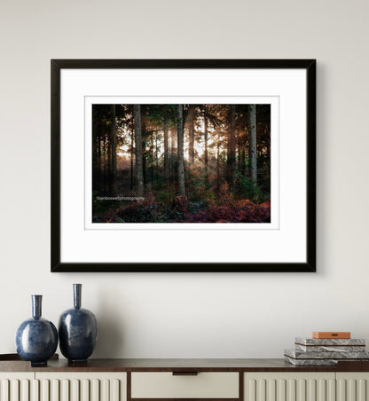 Winter in Hemsted Forest