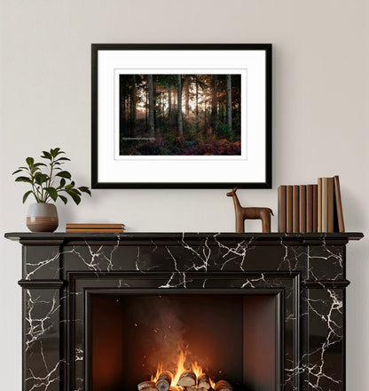 Winter in Hemsted Forest