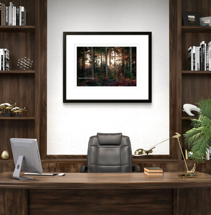 Winter in Hemsted Forest