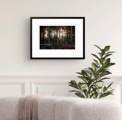 Winter in Hemsted Forest