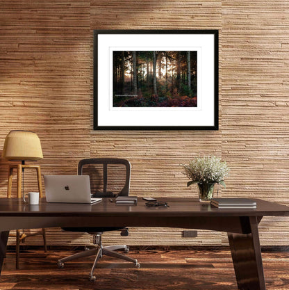 Winter in Hemsted Forest