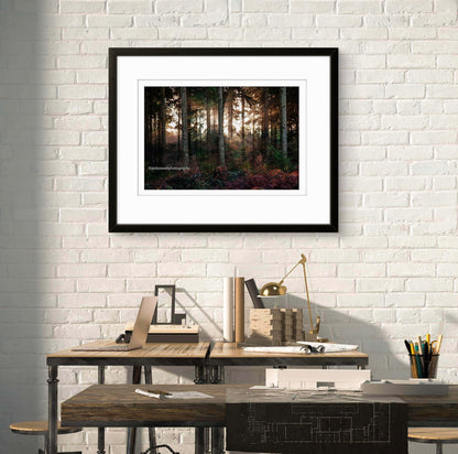 Winter in Hemsted Forest