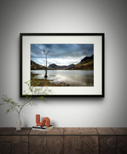 The Tree, Buttermere, Lake District