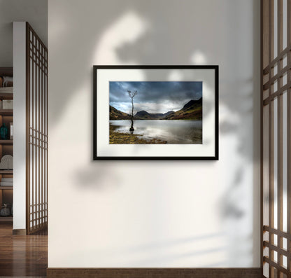 The Tree, Buttermere, Lake District