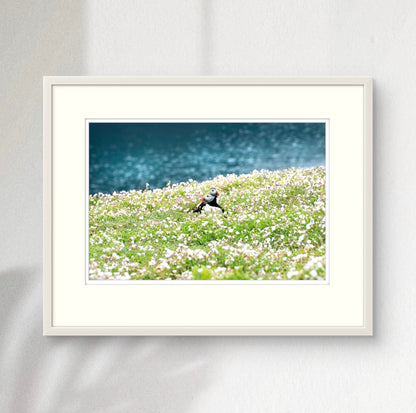 Puffins at Skomer Island, Pembrokeshire