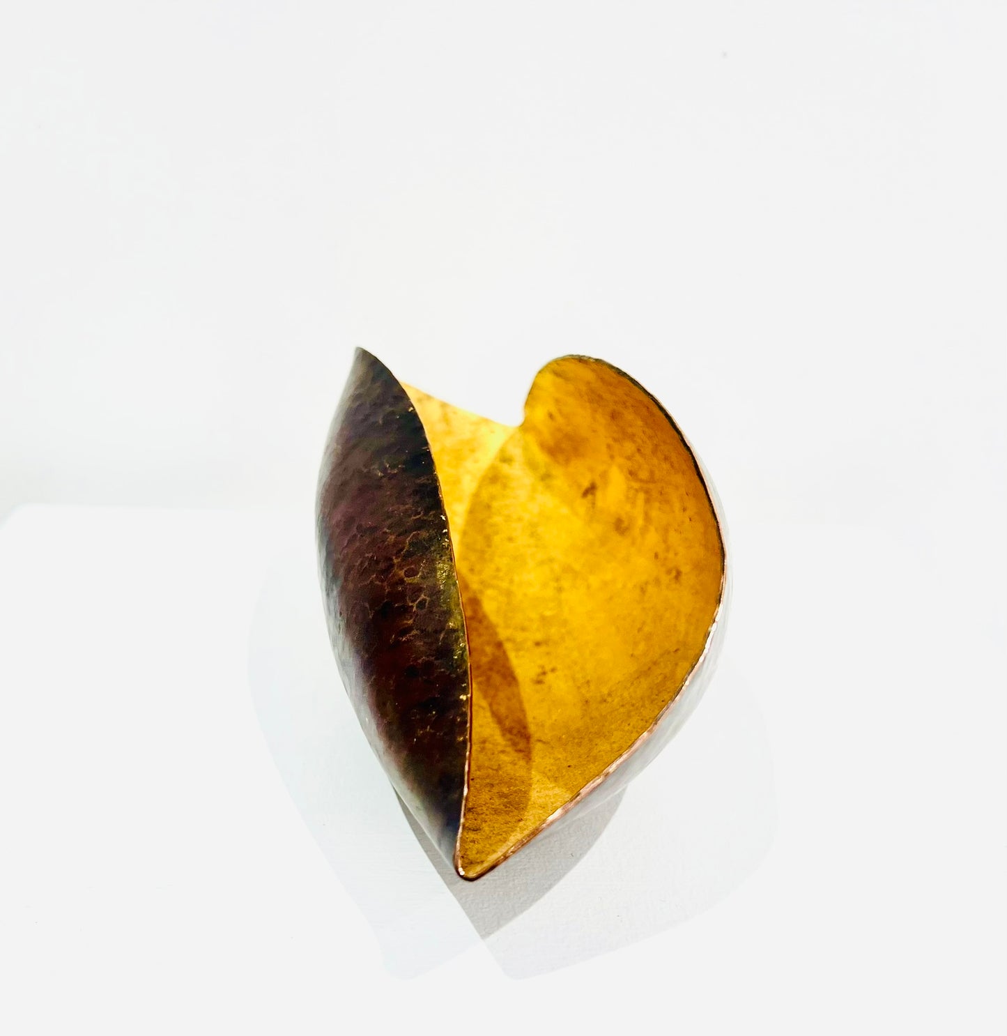Mollusc