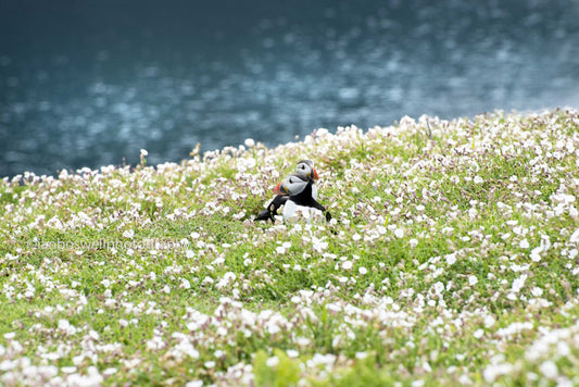 Puffins at Skomer Island, Pembrokeshire