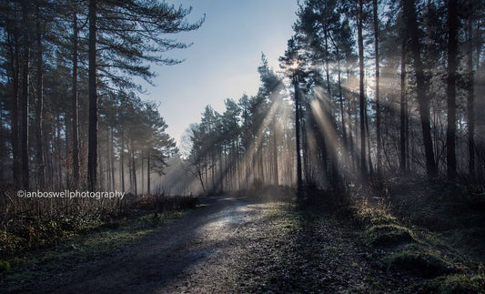 Sunburst, Hemsted Forest