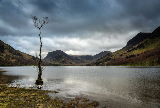 The Tree, Buttermere, Lake District