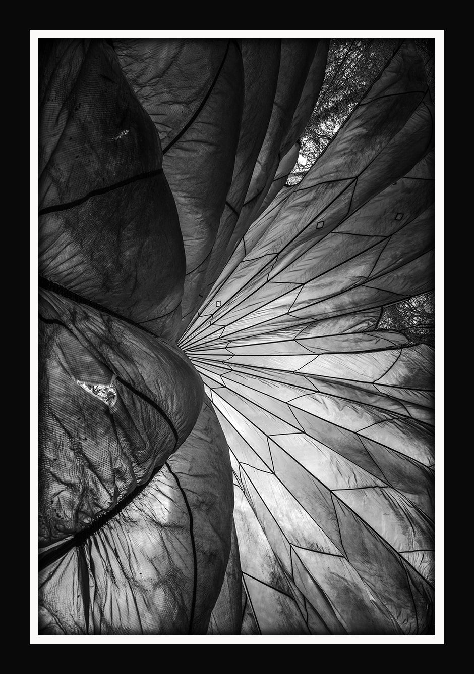 Canopy of light